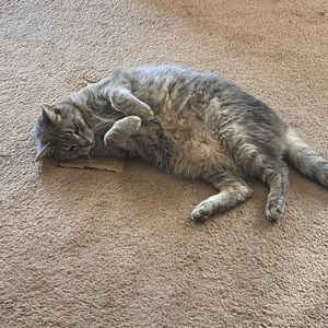 Meet your Posher, Liz